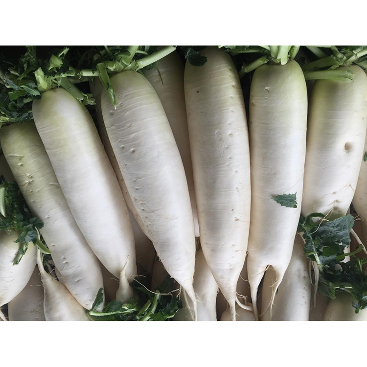 Ontdek de voedingswaarde van New Crop Fresh Radish om de immuniteit te verbeteren en de groei van kankercellen te remmen